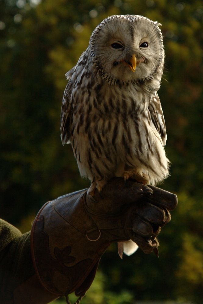 Alles doof... Foto & Bild | tiere, zoo, wildpark & falknerei, vögel