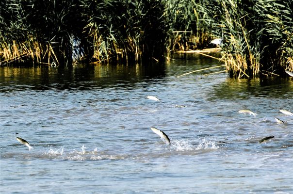 Alles durcheinander heuer . . .