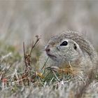 Alles easy .... bei den Zieseln (Spermophilus)