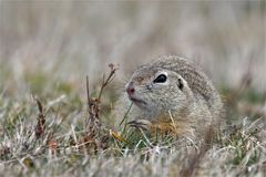 Alles easy .... bei den Zieseln (Spermophilus)