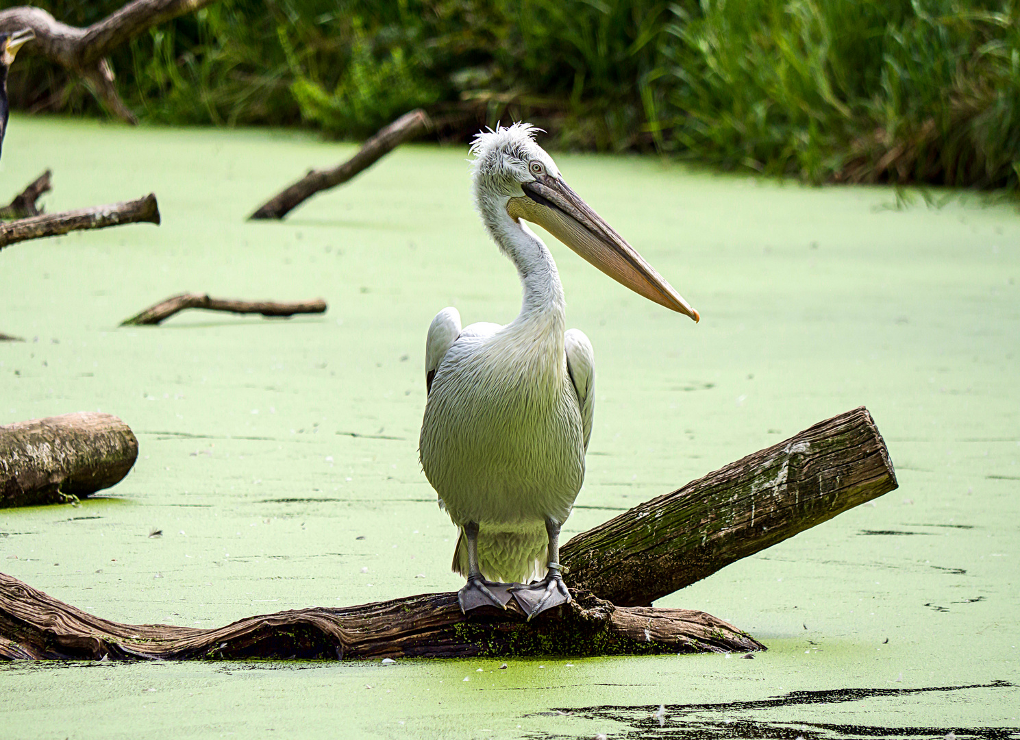 Alles (Enten-)Grütze, nicht mal 'ne Spiegelung!