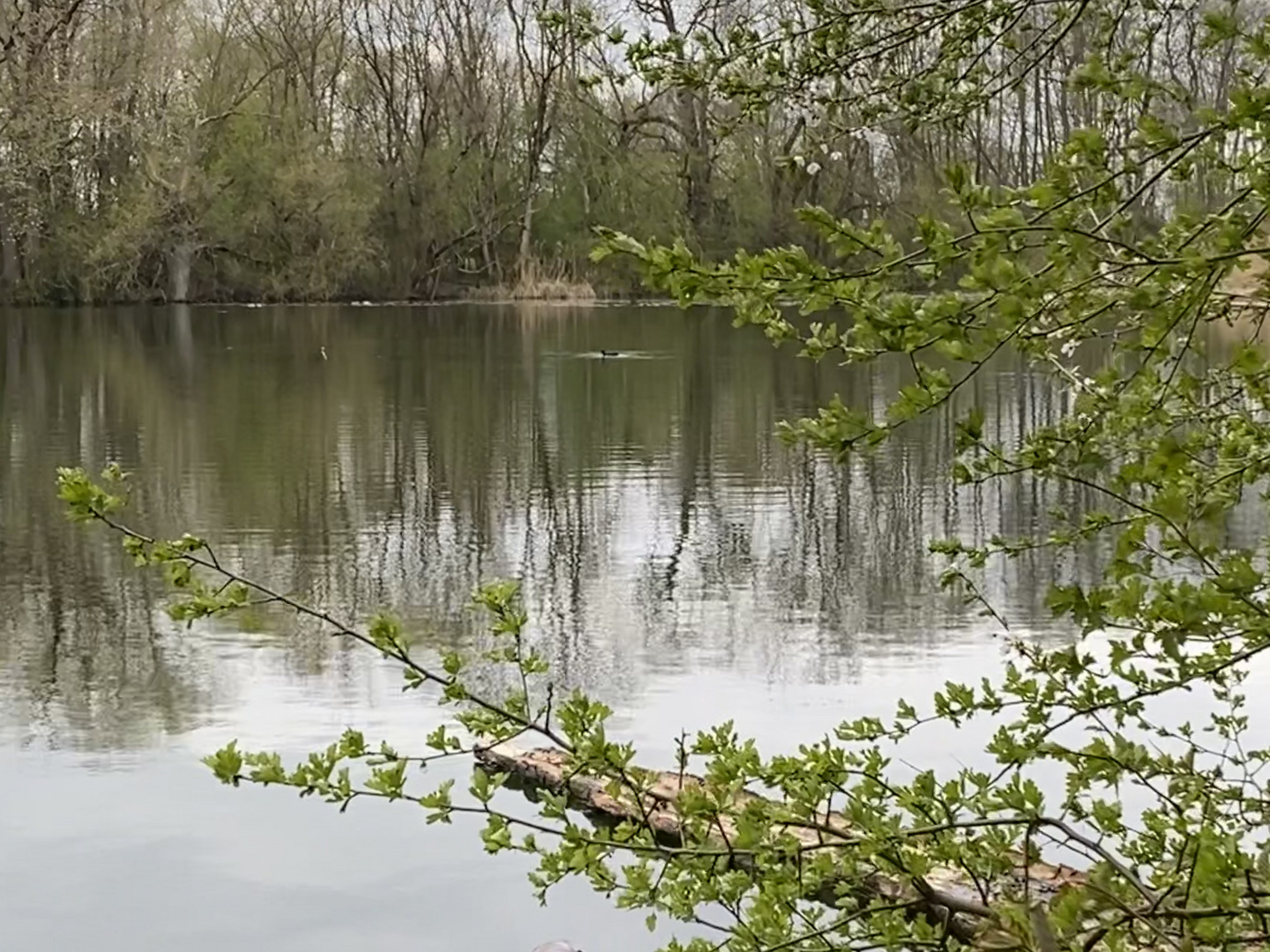 alles ergrünt rund um den alten Teich 