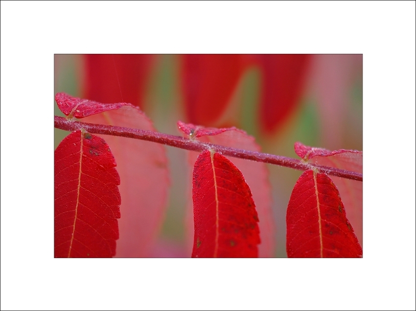 Alles Essig?! - Rhus Herbstfarben