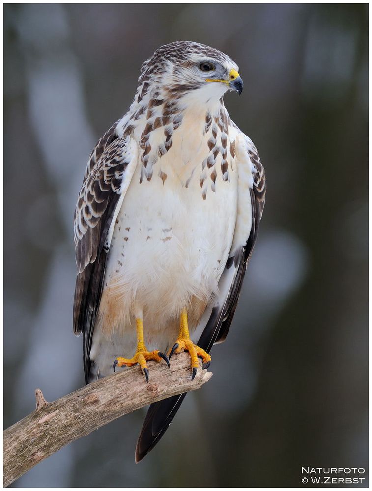 -- Alles fest im Blick -- Mäusebussard ( Buteo buteo )