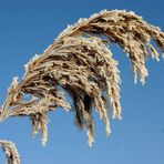 alles fest im Griff von Väterchen Frost