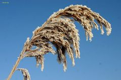 alles fest im Griff von Väterchen Frost