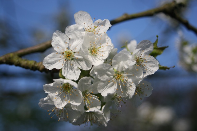 "Alles freuet sich und hoffet, wenn der Frühling sich erneut."