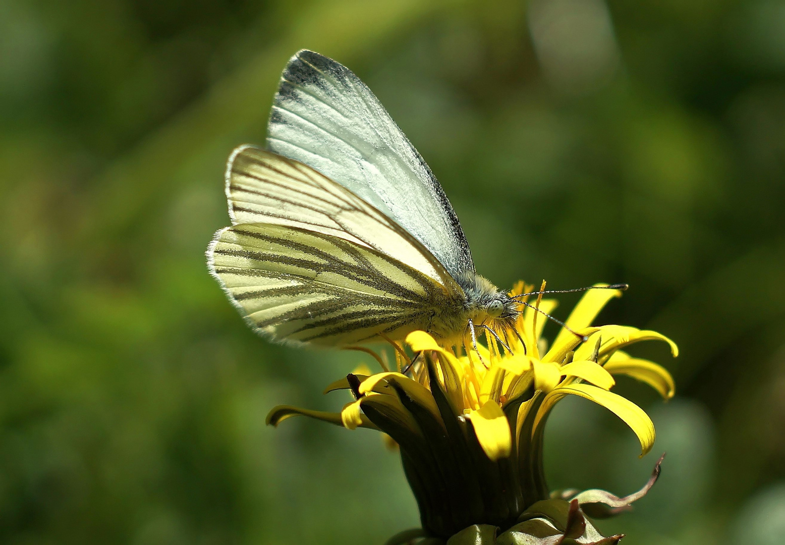 Alles frisch in der neuen Blüte