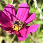 Alles für die Bienen #11