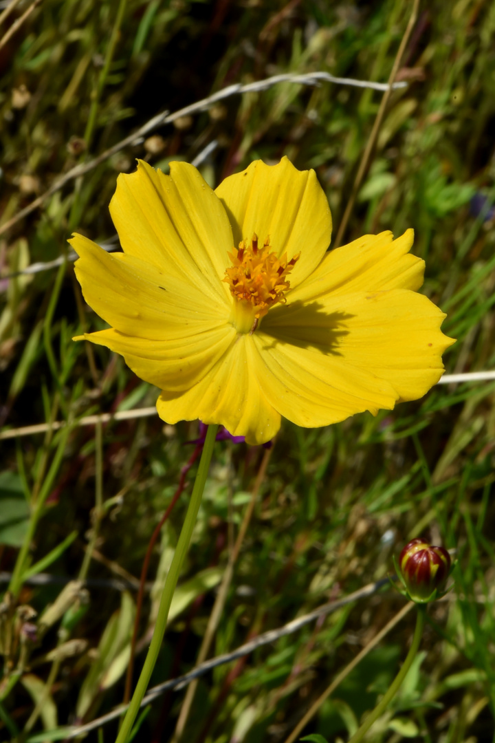 Alles für die Bienen #13