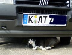 Alles für die Katz