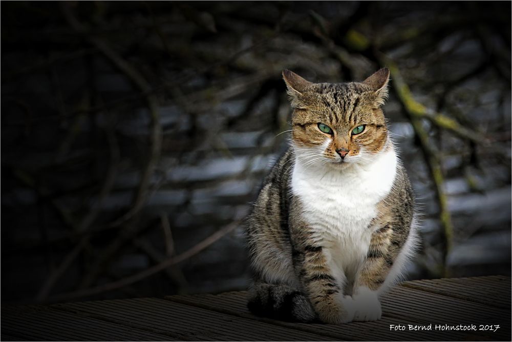 Alles für die Katz .....