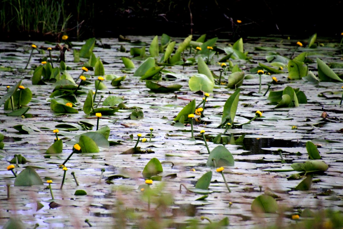 alles gelb im Teich