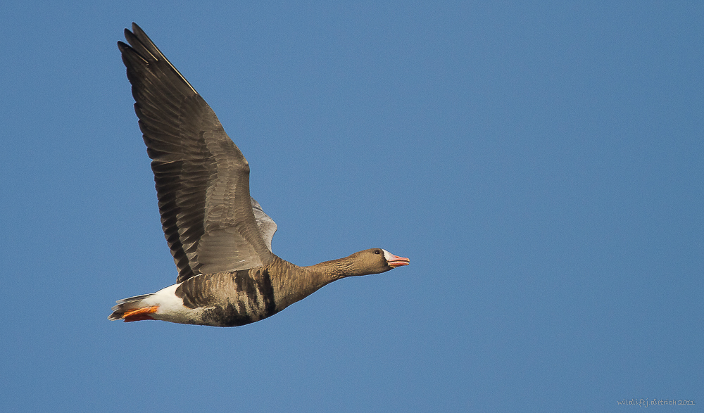 Alles graue Gänse: Bläßgans