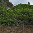 Alles Grün! - Provencalischer Garten in Bormes (F)