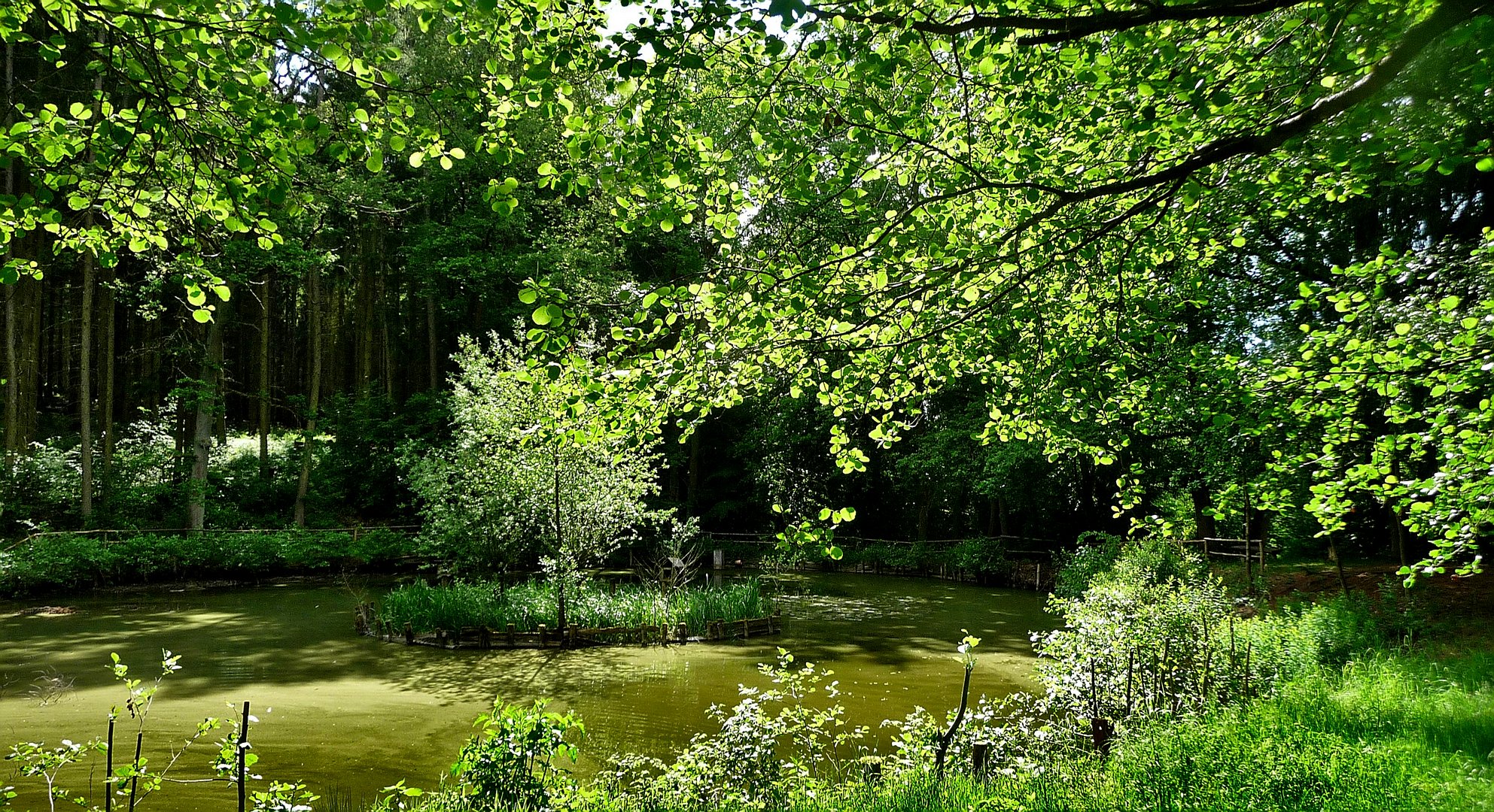 Alles grün, sogar das Wasser