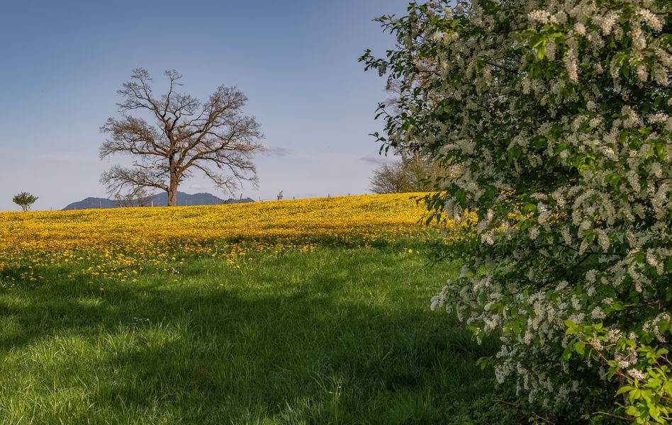 Alles grünt und sprießt