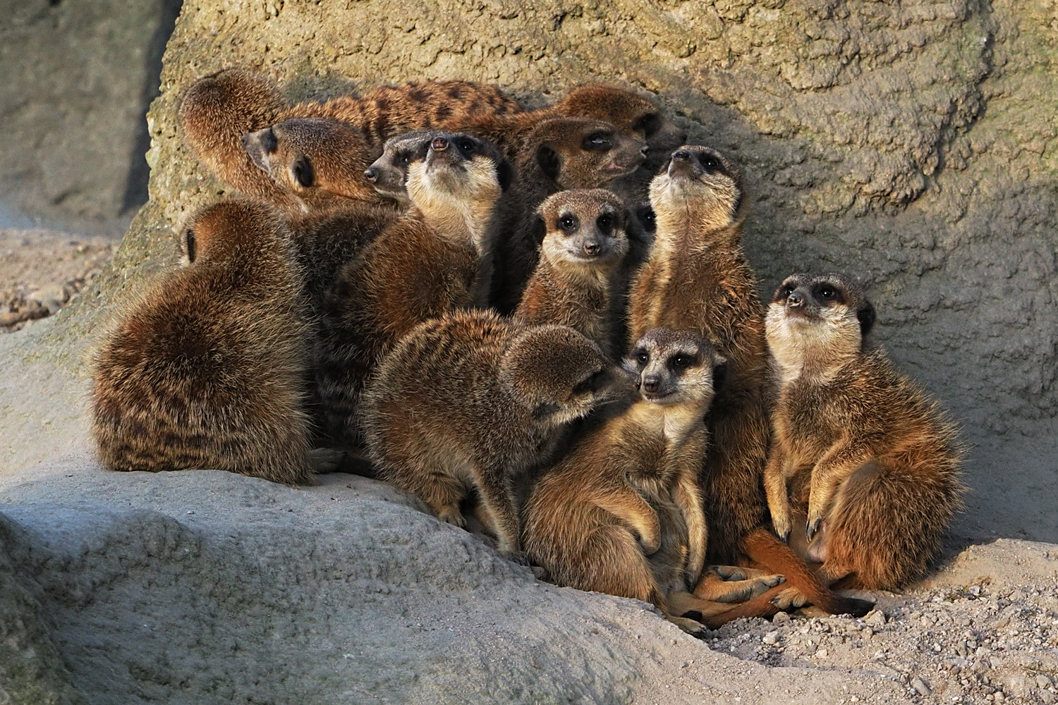 Alles gut im Blick, Erdmännchen...