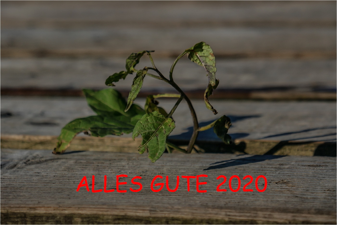 Alles Gute 2020