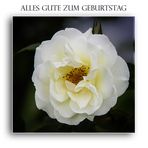 ALLES GUTE