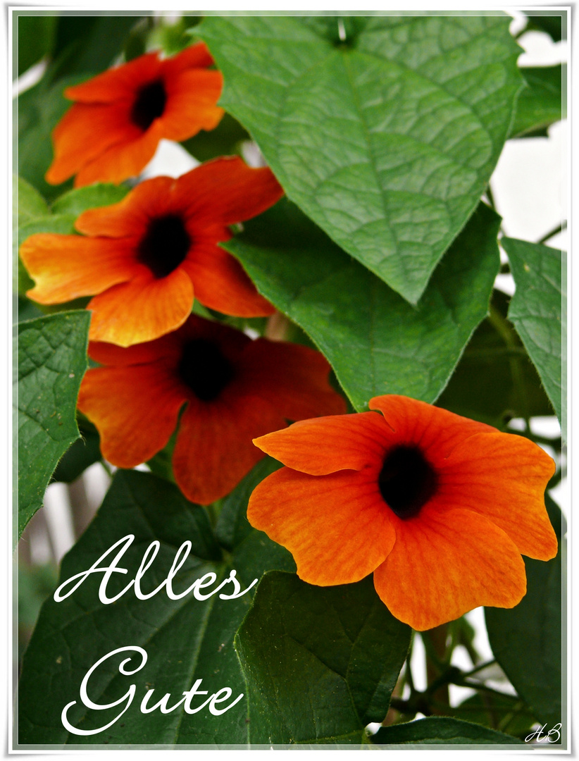 Alles Gute...