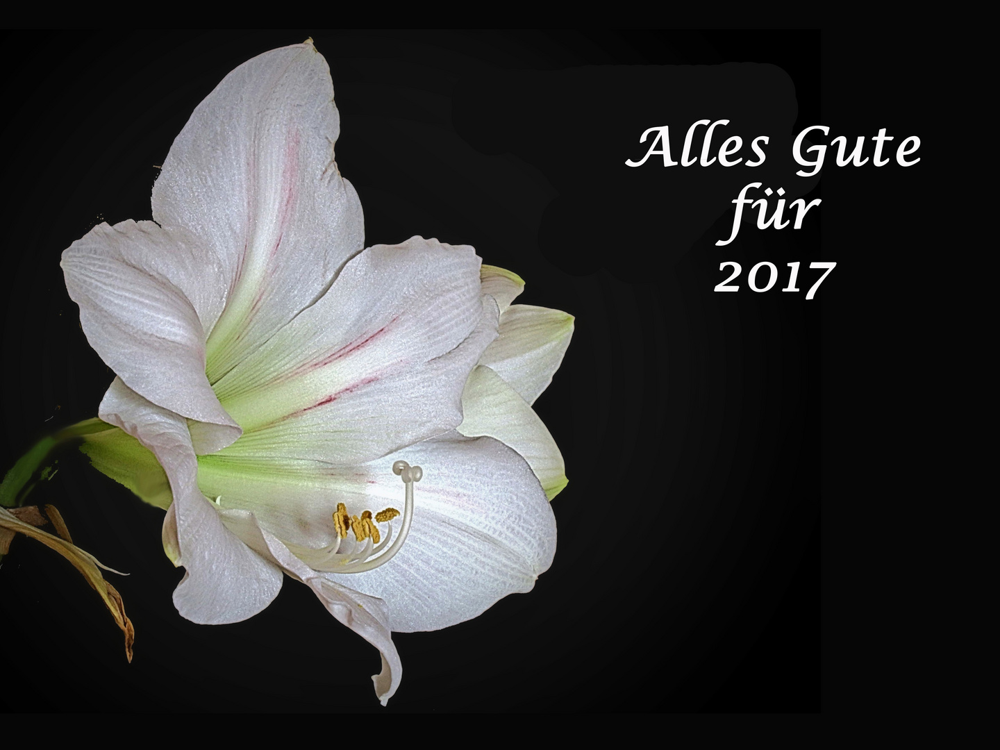 Alles Gute für 2017