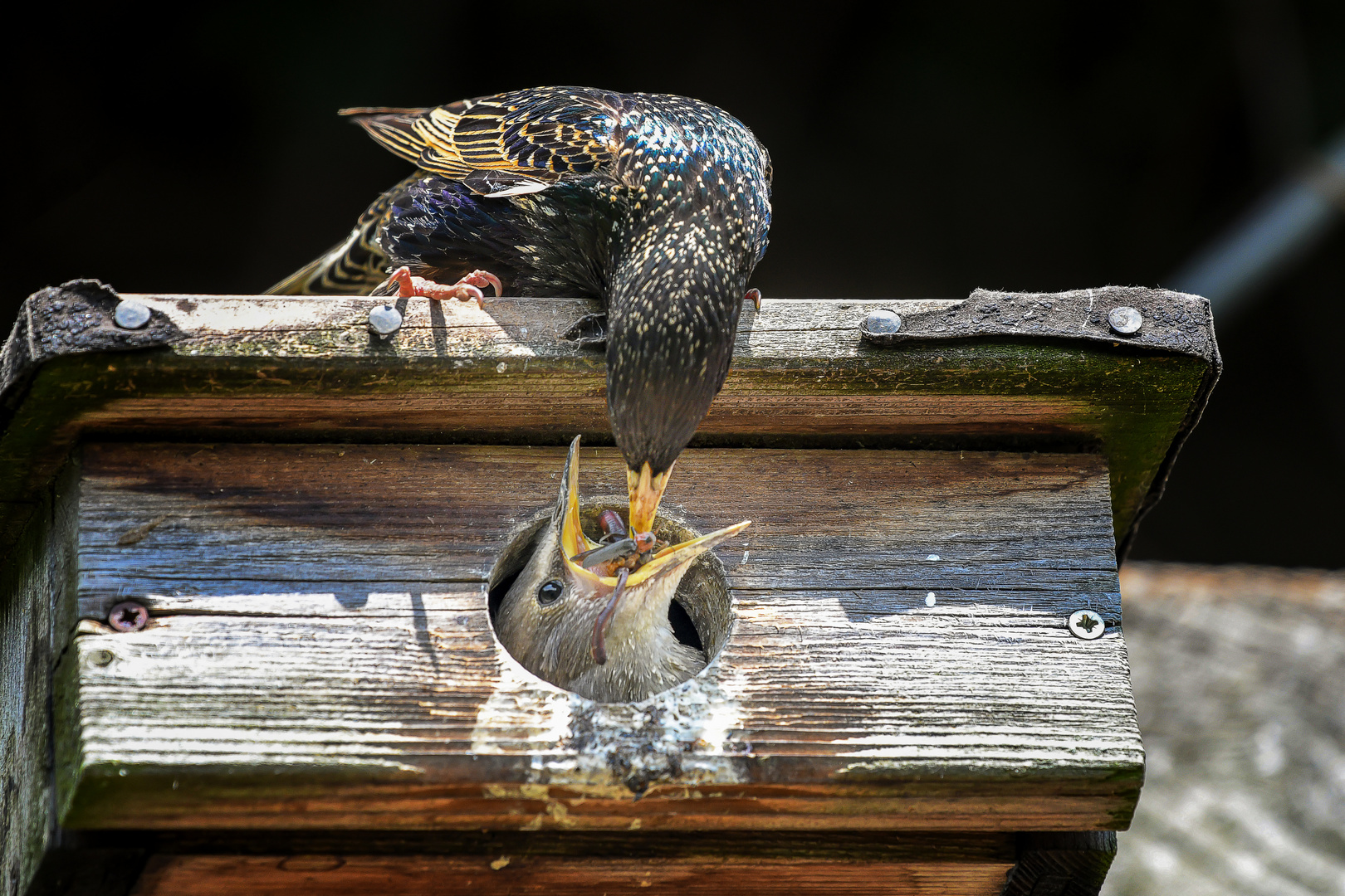 Alles Gute kommt von oben Foto & Bild tiere, wildlife, wild lebende