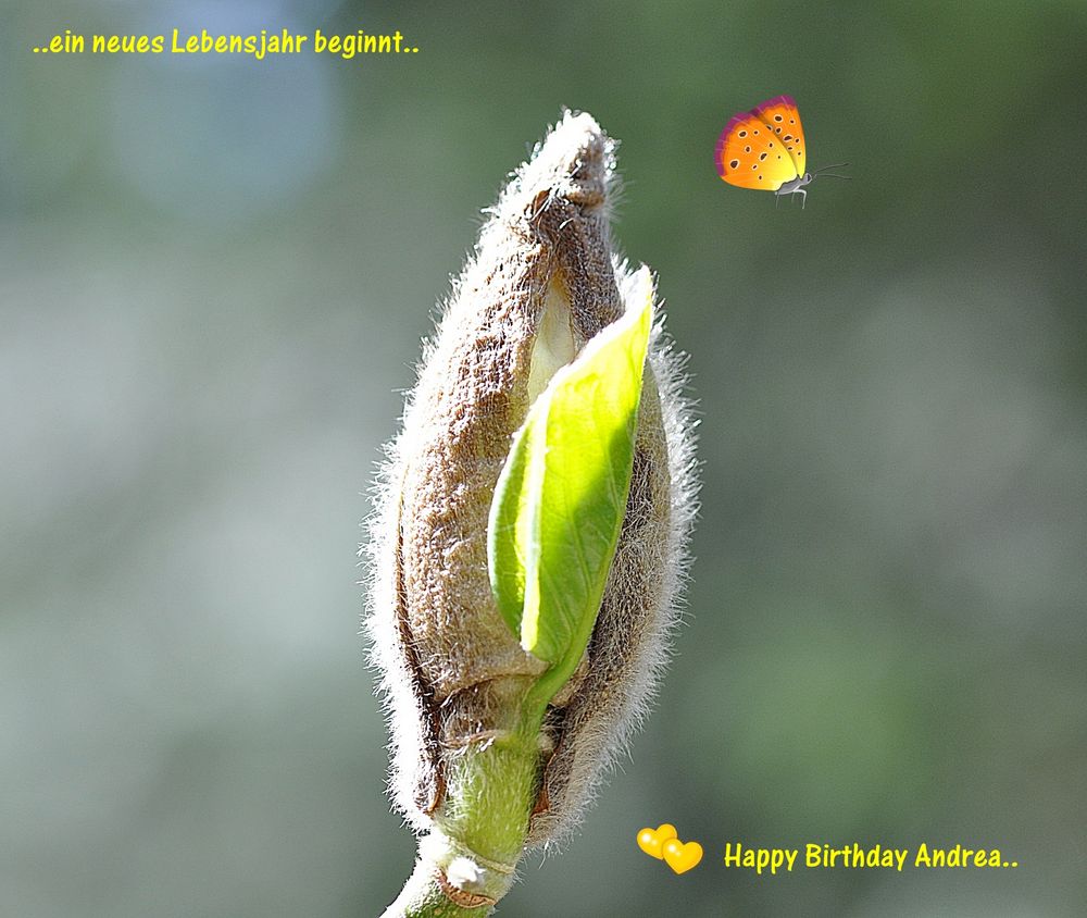 Alles Gute Liebe Andrea..