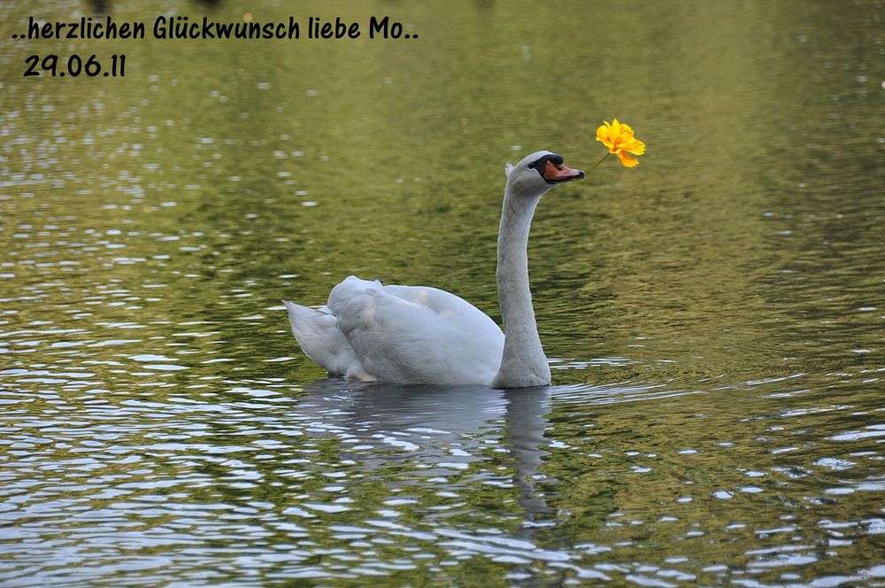 Alles Gute Liebe Mo...