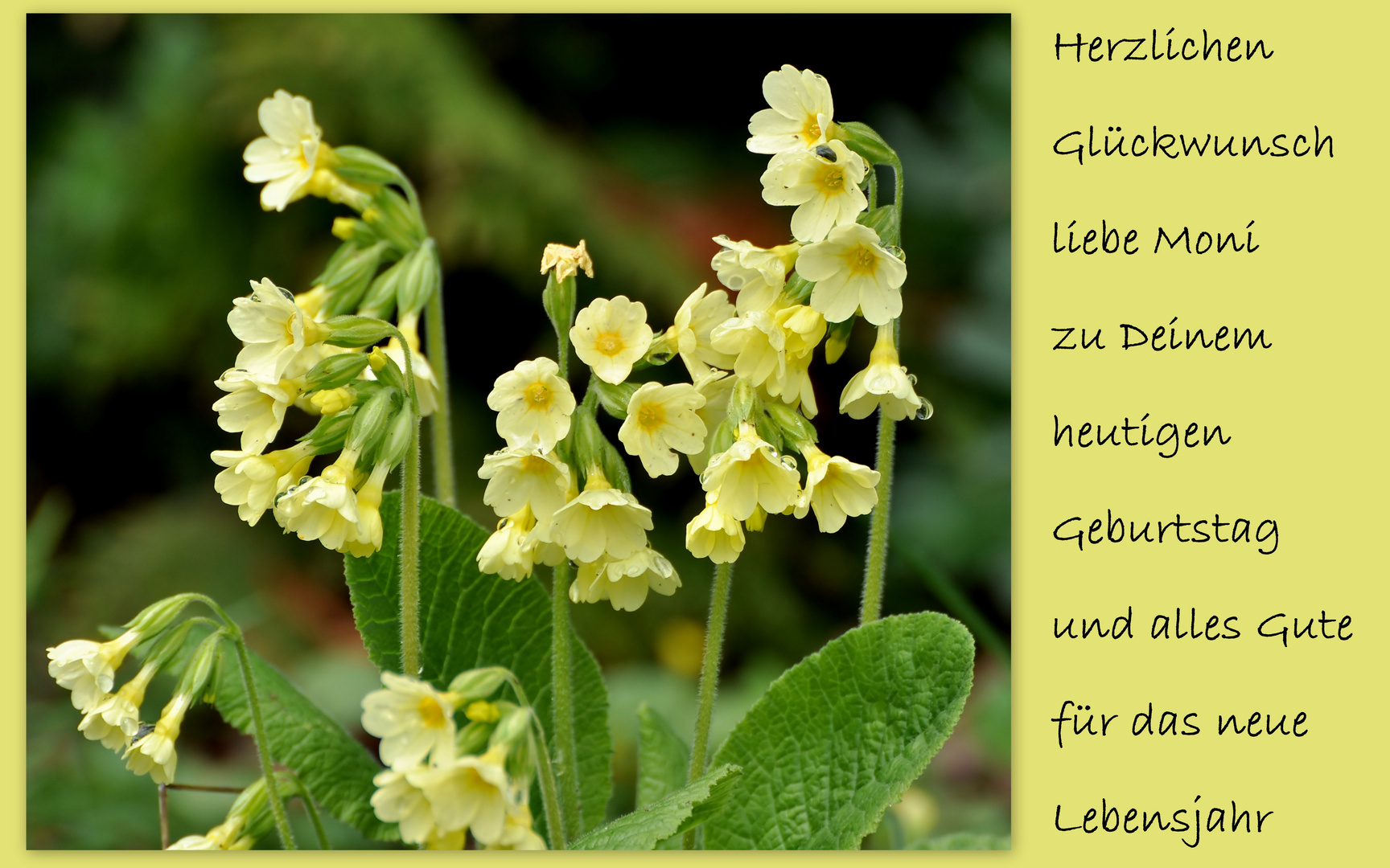 Alles Gute liebe Moni