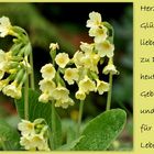 Alles Gute liebe Moni