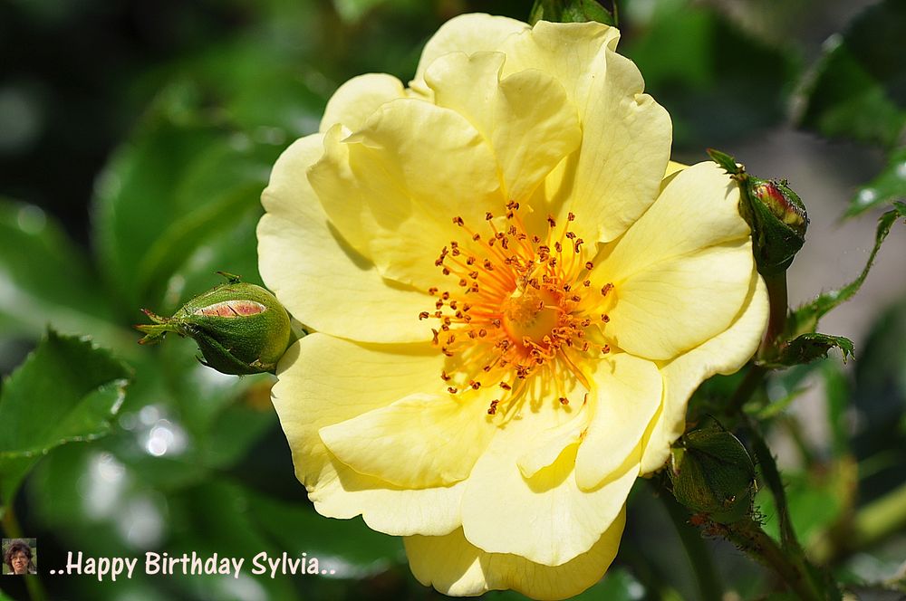 Alles Gute Liebe Sylvia..