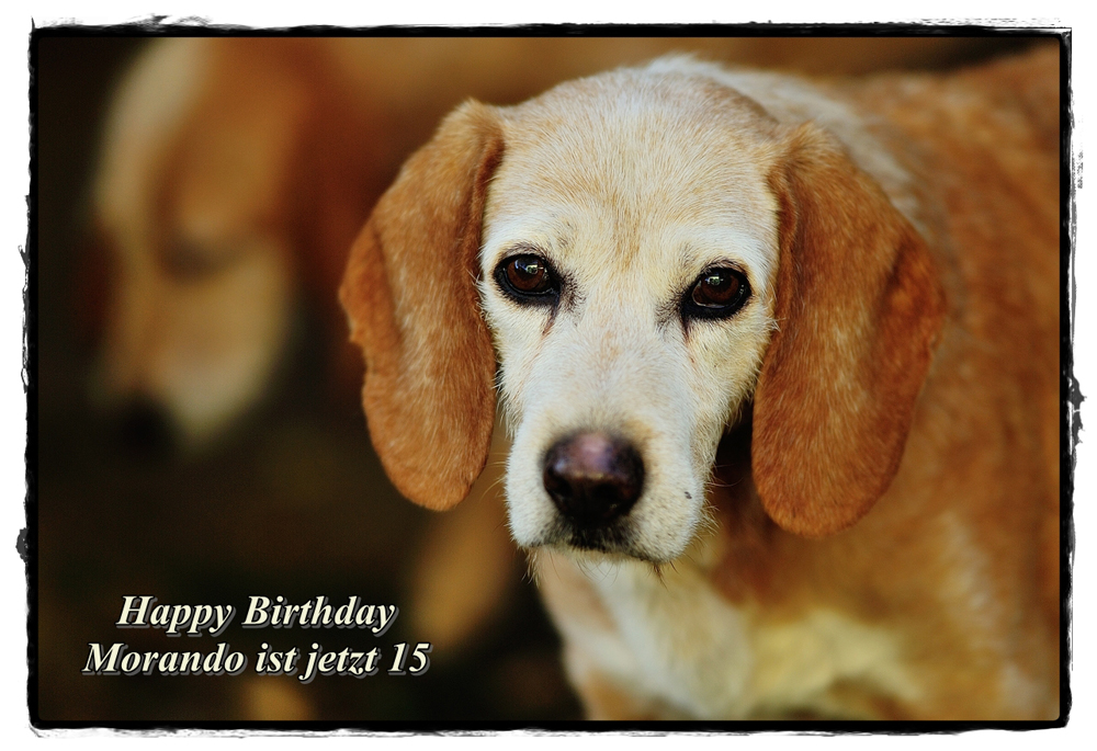 Alles Gute zum 15. Geburtstag