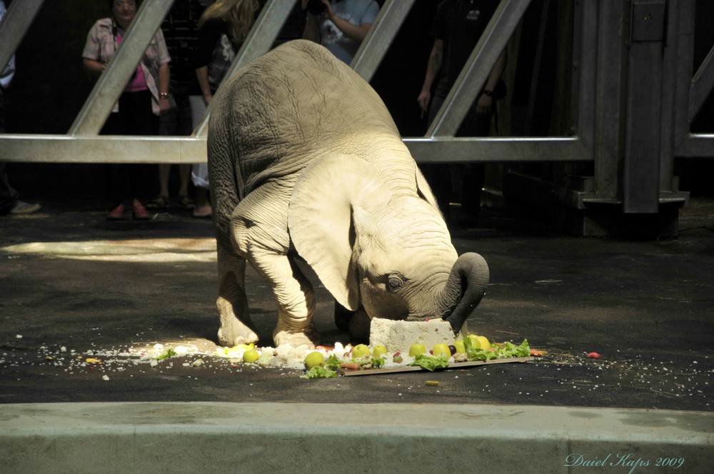 Alles Gute zum 2. Geburtstag Panya (Halle 22-08-2009)