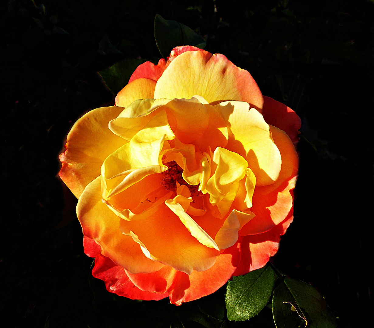 Alles Gute Zum 60 Geburtstag Foto Bild Pflanzen Pilze Flechten Bluten Kleinpflanzen Rosen Bilder Auf Fotocommunity