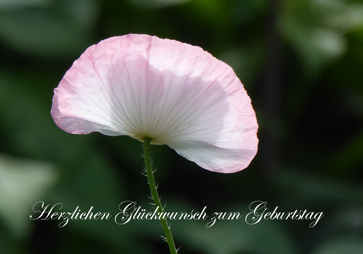 foto alles gute zum geburtstag alles gute zum geburtstag foto bild spezial karten foto alles gute zum geburtstag alles gute zum geburtstag foto bild spezial karten