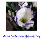 ALLES GUTE ZUM GEBURTSTAG