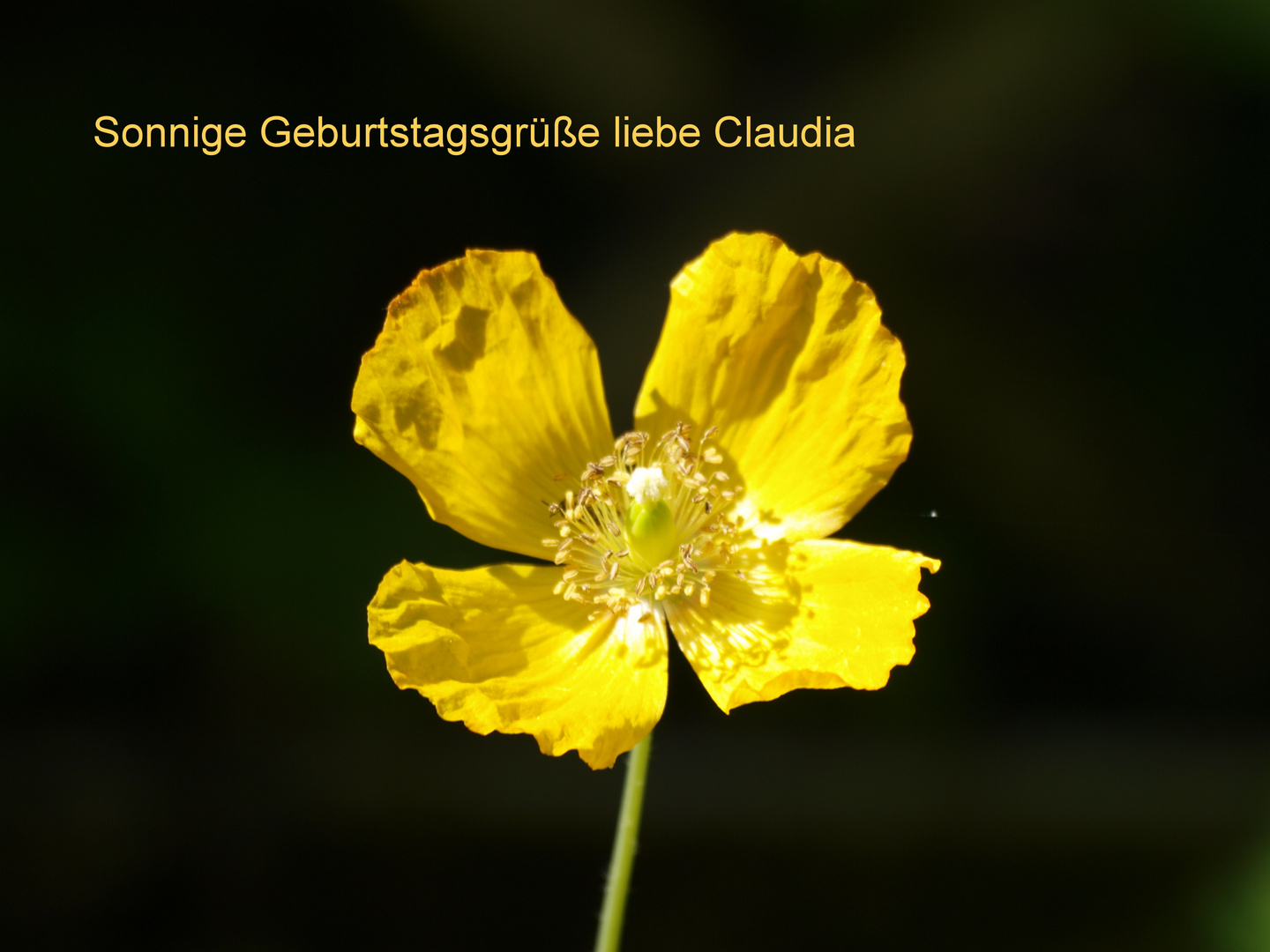 Alles Gute zum Geburtstag Claudia