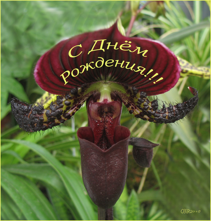 Alles Gute Zum Geburtstag Fur Meine Schwester Tanja In Moskau Foto Bild Karten Und Kalender Geburtstagskarten Alles Ausser Natur Bilder Auf Fotocommunity