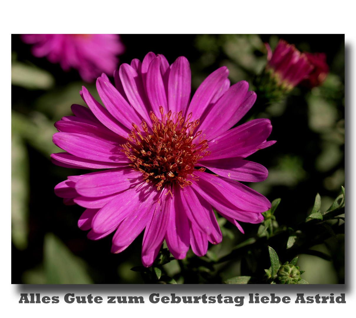 Alles Gute zum Geburtstag liebe Astrid