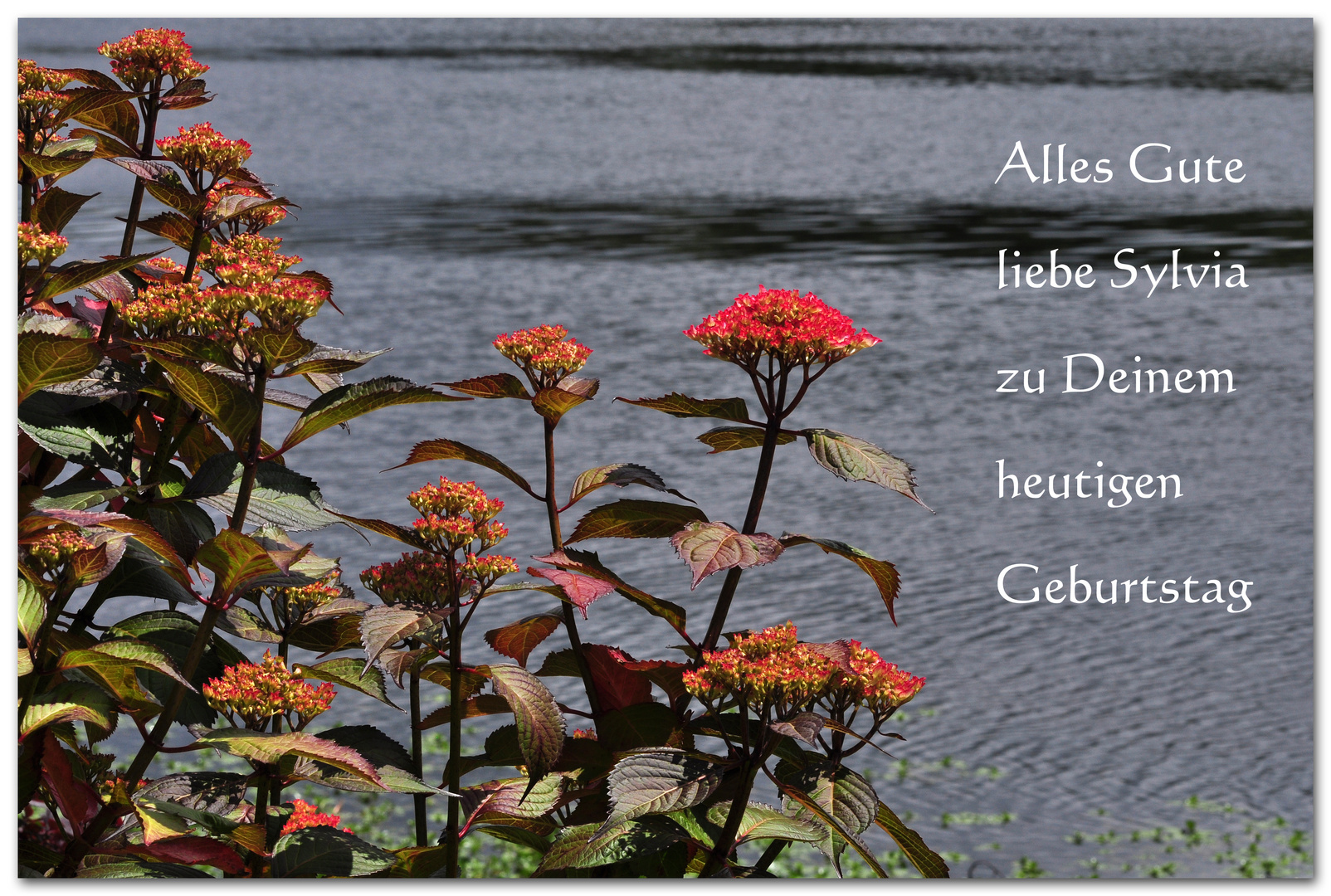 Alles Gute zum Geburtstag liebe Sylvia Foto & Bild ...