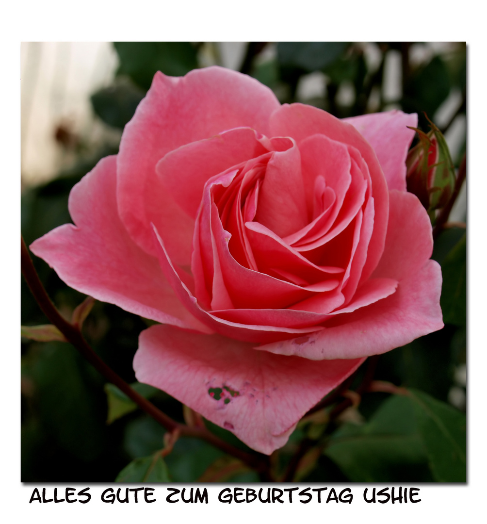 Alles Gute zum Geburtstag liebe Ushie