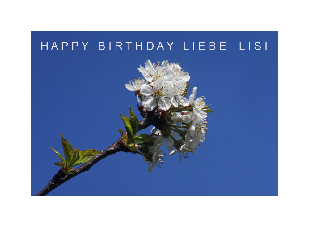 Alles Gute zum Geburtstag Lisi !!!!
