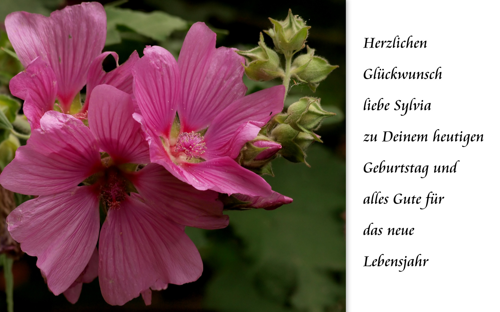 Alles Gute zum Geburtstag Sylvia Foto & Bild gratulation und