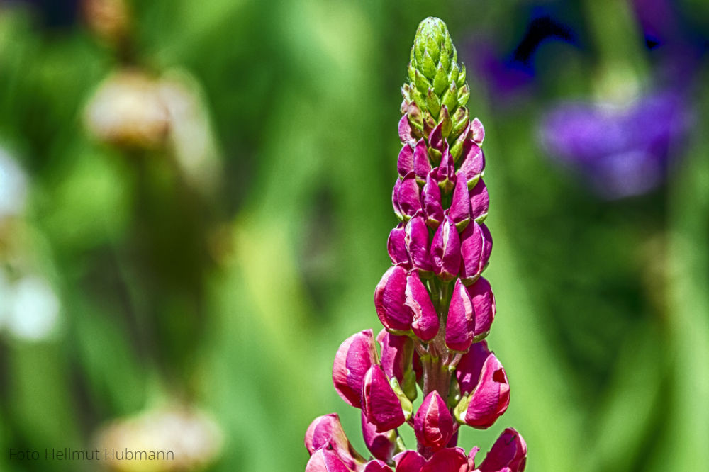 ALLES HAT EINEN NAMEN: LUPINE