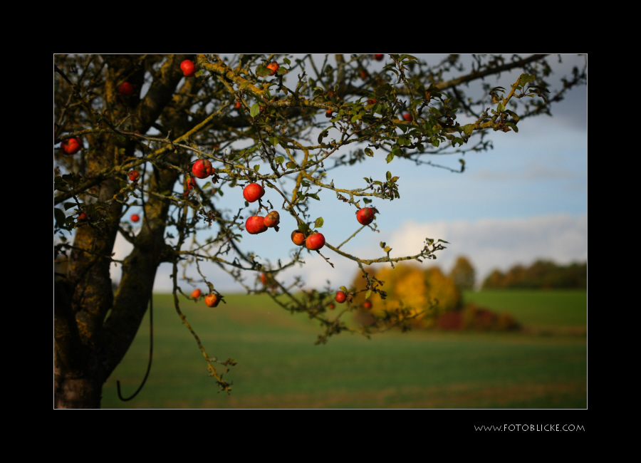 Alles Herbst