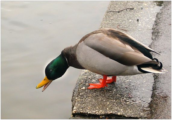 Alles hört auf mein Kommando !