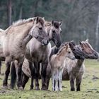 alles hört auf mein Kommando - die Köpfe nach links