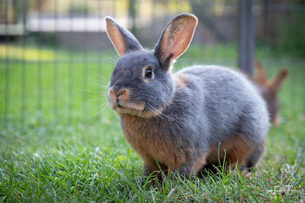 Alles (II) Foto &amp; Bild | tiere, haustiere, nagetiere &amp; kaninchen Bilder ...