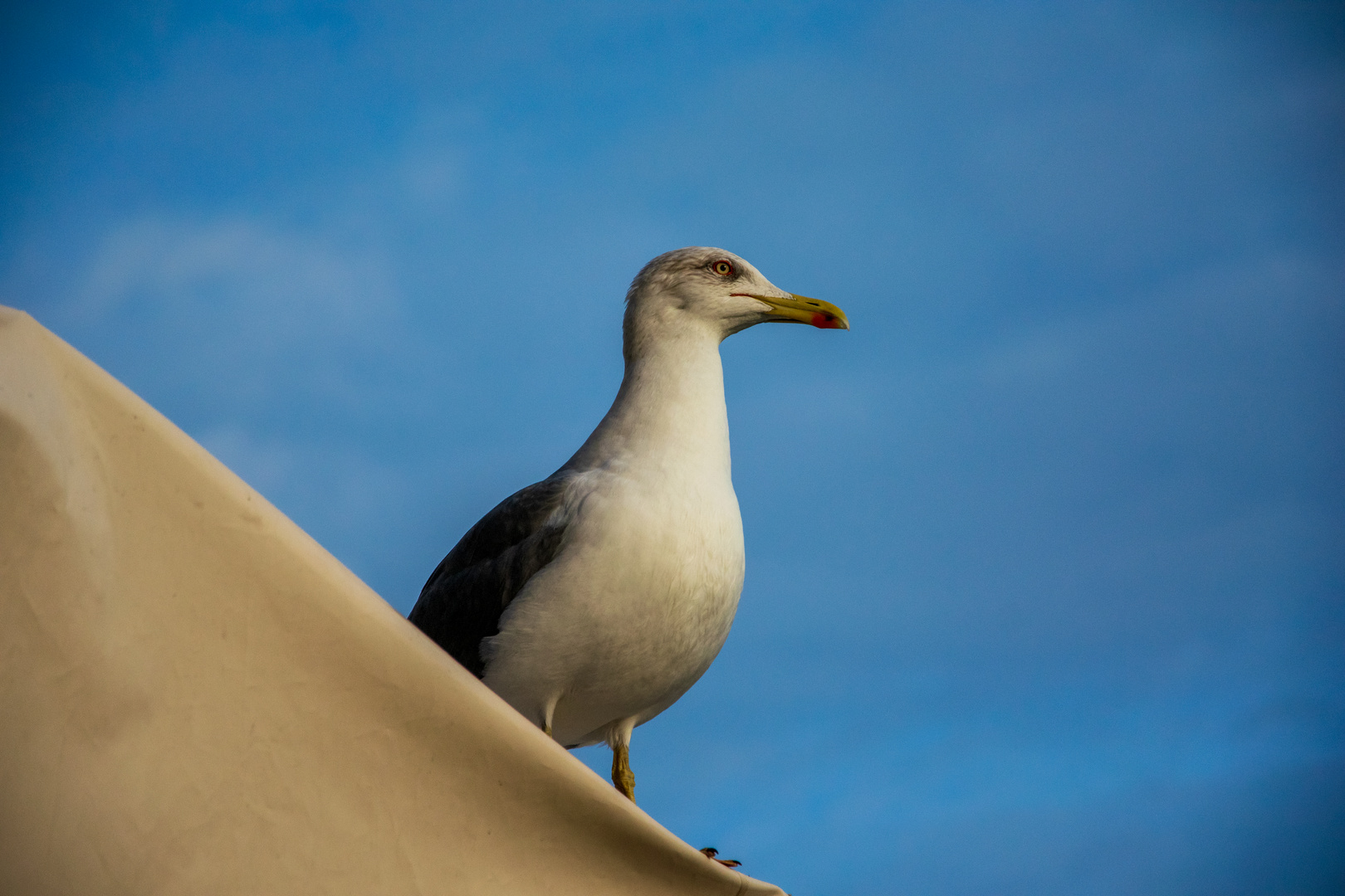 alles im Blick